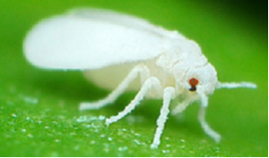 MAPK-directed activation of the whitefly transcription factor CREB leads to P450-mediated imidacloprid resistance