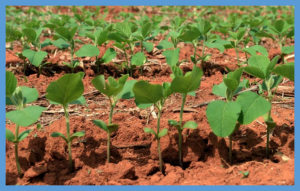 Agronomic performance and water‐use efficiency of F3 soybean populations grown under contrasting base saturation