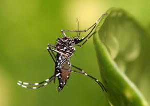 Oxitec`s Friendly&trade; Mosquito Approval Published in Federal Register; Unanimous Approvals in State of Florida