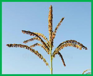 QTL mapping of spontaneous haploid genome doubling using genotyping-by-sequencing in maize (Zea mays L.)