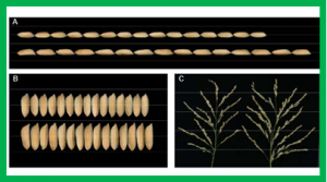 Association Mapping of Quantitative Trait Loci for Grain Size in Introgression Line Derived from Oryza rufipogon