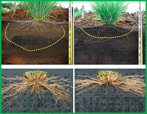 Root Angle Modifications Lead to Improved Rice Yields in Saline Fields