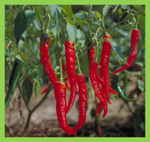Fine mapping of the Ca3GT gene controlling anthocyanin biosynthesis in mature unripe fruit of Capsicum annuum L.