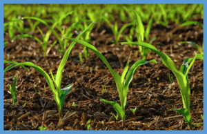 Plant Protein Discovery to Help Plants Tolerate Climate Change and Reduce Need for Fertilizers