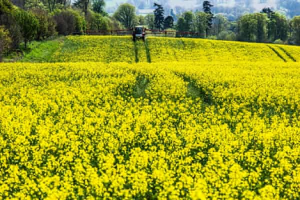 Synergistic mutations of two rapeseed AHAS genes confer high resistance to sulfonylurea herbicides for weed control