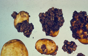 A Hitchhiker`s guide to the potato wart disease resistance galaxy