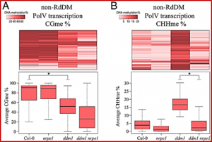 Broad noncoding transcription suggests genome surveillance by RNA polymerase V
