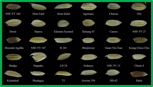 Evaluation of the optimal harvest time of rice (Oryza sativa L.) with different grain shapes grown in the Philippines