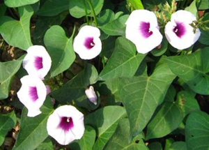 Characters association and path coefficient analysis of orange fleshed sweetpotato [Ipomoea batatas (L.) Lam.] genotypes evaluated in Hawassa, Ethiopia