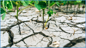 Exogenous Melatonin Improves Drought Tolerance by Regulating the Antioxidant Defense System and Photosynthetic Efficiency in Fodder Soybean Seedings