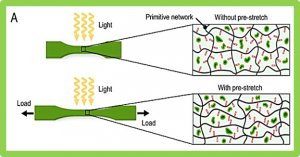 Photosynthesis-assisted remodeling of three-dimensional printed structures