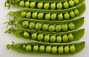 Omics resources and omics-enabled approaches for achieving high productivity and improved quality in pea (Pisum sativum L.)