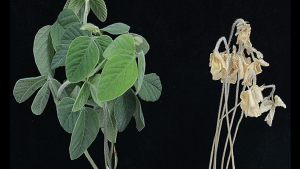 The impact of GmTSA and GmALS on soybean salt tolerance: uncovering the molecular landscape of amino acid and secondary metabolism pathways