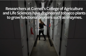 GM Tobacco Plants To Produce Industrial Proteins