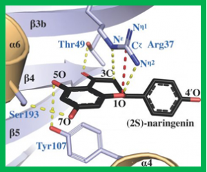 Plant Enzyme Could Guide Development of Medicines and Other Products