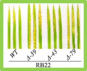Genome-wide association study identifies an NLR gene that confers partial resistance to Magnaporthe oryzae in rice.