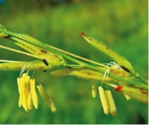 Characterization of a New qLTG3-1 Allele for Low-temperature Germinability in Rice from the Wild Species Oryza rufipogon 