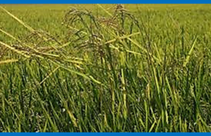  Whole-genome sequencing reveals uniqueness of black-hulled and straw-hulled weedy rice genomes