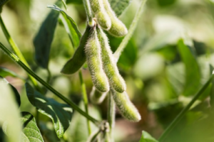 USDA Approves Verdeca`s HB4&reg; Drought Tolerant Soybeans