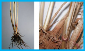 Identification of a novel genomic region associated with resistance to Fusarium crown rot in wheat