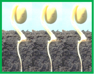 Evaluating Antiplasmodial and Antimalarial Activities of Soybean (Glycine max) Seed Extracts on P. falciparum Parasite Cultures and P. berghei-Infected Mice.