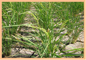 OSBZIP62 Improves Drought And Oxidative Stress Tolerance In Rice