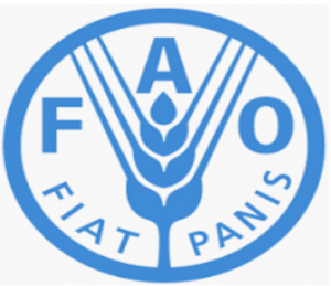 Director-General rallies senior managers to build an agile and results-oriented FAO