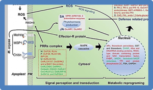 Proteomics of Rice - Magnaporthe oryzae Interaction: What Have We Learned So Far?