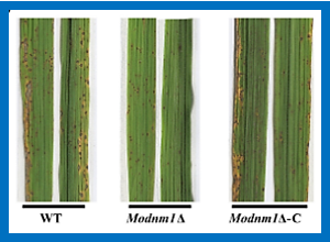Mitochondrial dynamics and mitophagy are necessary for proper invasive growth in rice blast.