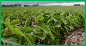 Identification of a cytochrome P450 hydroxylase, CYP81E22, as a causative gene for the high sensitivity of soybean to herbicide bentazon