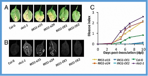 Robustness of plant quantitative disease resistance is provided by a decentralized immune network