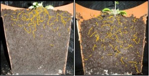 Gene Identified That Will Help Develop Plants To Fight Climate Change