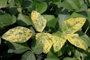 Identification and mapping of genetic locus conferring resistance to multiple plant viruses in soybean