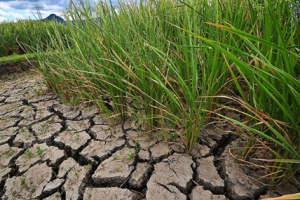 Transcriptional activation of rice CINNAMOYL-CoA REDUCTASE 10 by OsNAC5, contributes to drought tolerance by modulating lignin accumulation in roots