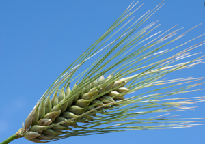 Breeding progress of disease resistance and impact of disease severity under natural infections in winter wheat variety trials