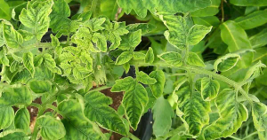 Molecular characterization of SlATG18f in response to Tomato leaf curl New Delhi virus infection in tomato and development of a CAPS marker for leaf curl disease tolerance