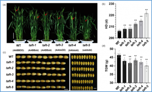 TaFT-D1 positively regulates grain weight by acting as a coactivator of TaFDL2 in wheat