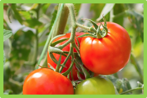Precise genome modification in tomato using an improved prime editing system