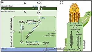 The carbon isotopic signature of C4 crops and its applicability in breeding for climate resilience