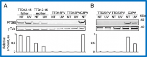 Reduced levels of prostaglandin I2 synthase: a distinctive feature of the cancer-free trichothiodystrophy