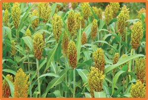 Sorghum breeding in the genomic era: opportunities and challenges