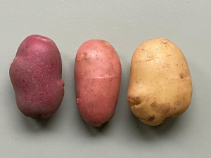 First Skin-Transplant Potato Gets Plant Breeder`s Rights in The Netherlands