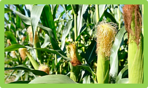 Proteome profiling of repeated drought stress reveals genotype-specific responses and memory effects in maize.