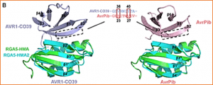 A designer rice NLR immune receptor confers resistance to the rice blast fungus carrying noncorresponding avirulence effectors