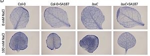 Coordinated bacterial and plant sulfur metabolism in Enterobacter sp. SA187&ndash;induced plant salt stress tolerance