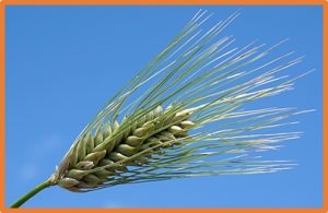 Optimum breeding strategies using genomic and phenotypic selection for the simultaneous improvement of two traits