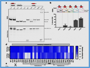 Discovery of the widespread site-specific single-stranded nuclease family Ssn