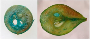 Stability of Transgene Inheritance in Progeny of Field-Grown Pear Trees over a 7-Year Period