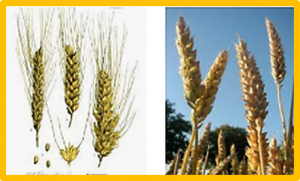 Genetic dissection of quantitative trait loci for grain size and weight by high-resolution genetic mapping in bread wheat (Triticum aestivum L.)