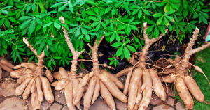 Genome-Wide Identification and Expression Analysis of the Mediator Complex Subunit Gene Family in Cassava